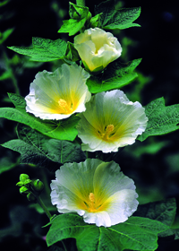 Alcea rosea 'Polarstar'